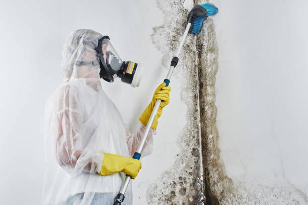 Biohazard Mold Removal in Durand, WI